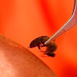 APITOXINA 6X VENENO ABEJA